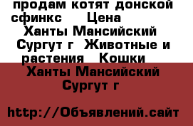 продам котят донской сфинкс.  › Цена ­ 10 000 - Ханты-Мансийский, Сургут г. Животные и растения » Кошки   . Ханты-Мансийский,Сургут г.